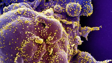 صورة السلالة الجديدة لفيروس كورونا تكشف عنها الصحة العالمية