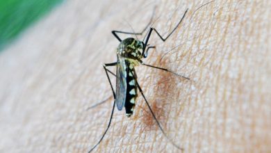 صورة “أوكسفورد” تدخل مرحلة التجارب الأخيرة للقاح ضد مرض الملاريا